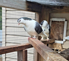 3 FERTILE MULTI COLOR MIX PIGEONS LAHORE & CAPUCHINE PIGEON HATCHING EGGS USPS