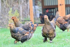 12+ Gold Laced Brahma Fertile Chicken Hatching Eggs Gentle Large Breed
