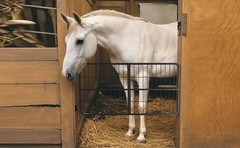 48″×24″ Carbon Stell Horse Stall Gate Two-Way Steel Stall Door for Barn &Horse