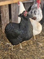 ARAUCANA FERTILE EGGS 12 + Standard size BLUE BLACK SPLASH