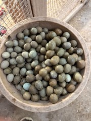 25 SILVER Pearls BUTTON QUAIL EGGS Shipping USPS PRIORTY READ ALL