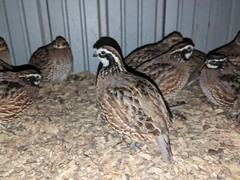 18+ Georgia Giant Bobwhite Quail Fertile Hatching Eggs (Colinus virginianus)NPIP