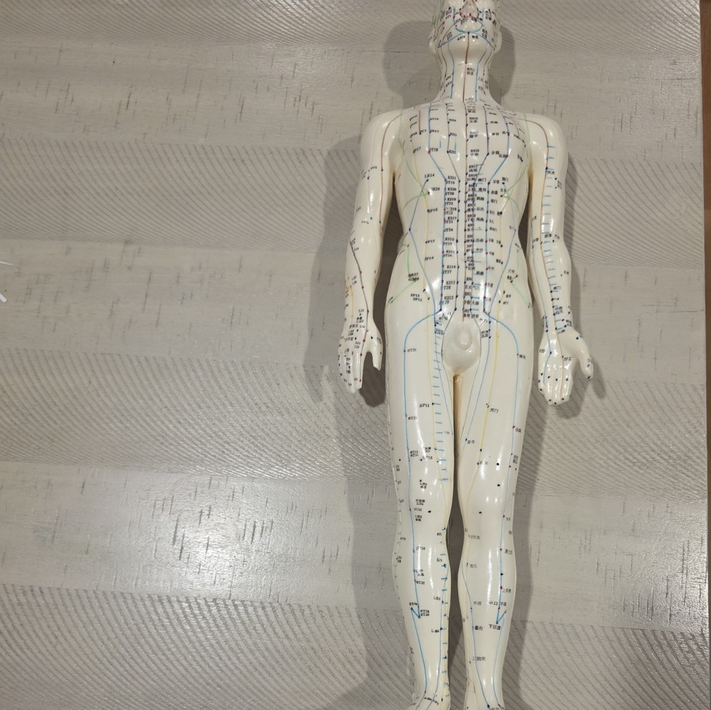 Male Acupuncture Model 20″ with Base Support Arm Chinese + English Points NIB