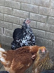 12 BYM Chicken Hatching Eggs Ameraucana Orpington Wyandotte Maran Cochin Brahma