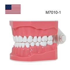 US 1:1 Typodont Teeth Model M7010-1 for Brushing Flossing Practice Teaching