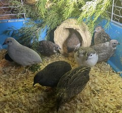 12 Exotic Rare Button Quail Hatching Eggs Colors extras included