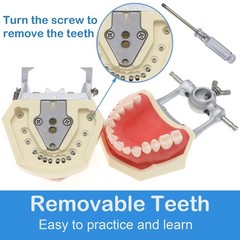 Dental Typodont Teeth Model With Removable Teeth fit Kilgore NISSIN 200/500 Type