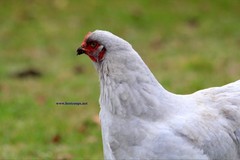 6+ Lavender Brahma Fertile Chicken Hatching Eggs Gentle Large Breed