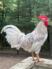12 Rainbow chicken hatching eggs| Healthy Flock