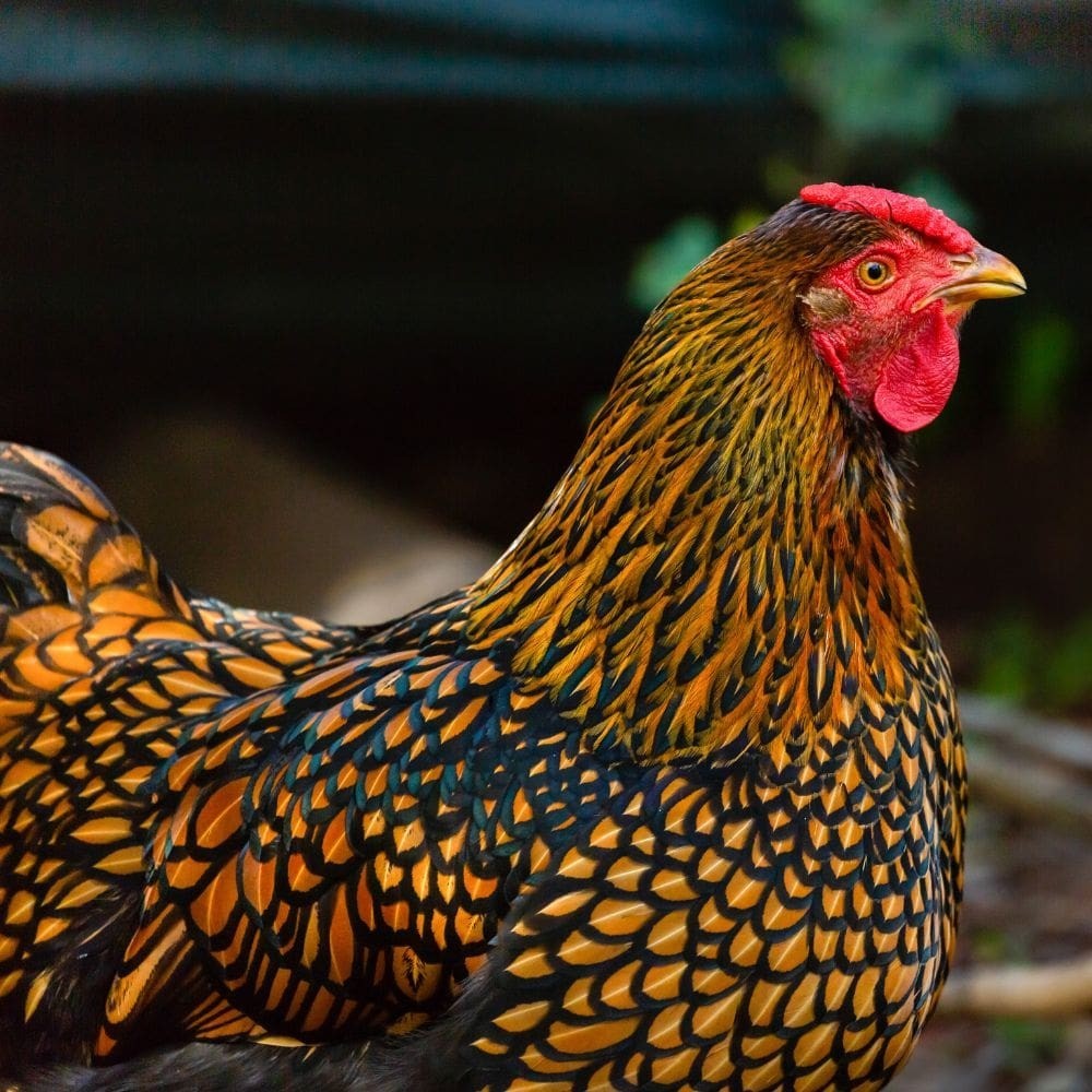 5 PUREBRED SILVER & GOLD LACED WYANDOTTE , Free Range Hatching EGGS.