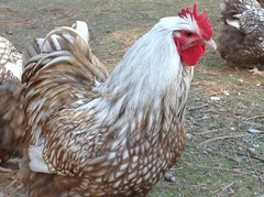 12+ Chocolate Silver Laced Orpington Hatching Eggs Large Fowl