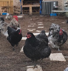 12+ Mix Chicken Hatching Eggs Ameraucans Orpingtons Wyandotte Maran Giant Cochin