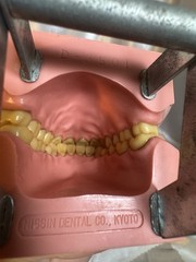 Nissin G.O.F.A. Typodont Natural Study Model D-2501 for Dentistry Lab