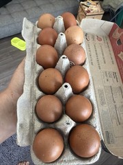 6+ Beautifully Speckled Dark Brown Golden Cuckoo Marans Hatching Eggs.