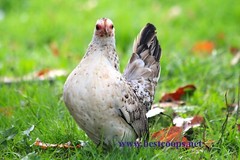 18+ Fertile Show Quality Serama Chicken Hatching Eggs