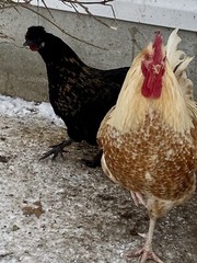 12 Fresh and Fertilized Barnyard Mix Rainbow Assortment Chicken Hatching Eggs!
