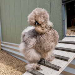 Silkie Hatching Eggs – Chocolate Mottled & Paint Lines – 12+ Fertile Eggs