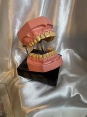 Nissin G.O.F.A. Typodont Natural Study Model D-2501 for Dentistry Lab