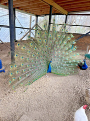 PRE SALE 4 Mixed PEACOCK Hatching Eggs, Ready to Ship IN 7-14 DAYS