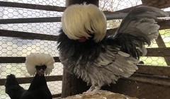 Several Varieties Polish Frizzle Hatching Eggs 15+NPIP