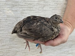 60++ Fertile Jumbo Multi Color Coturnix Quail Hatching Eggs