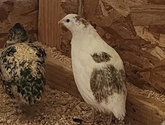 10 *TRUE BLUE* CELADON QUAIL Hatching Eggs COLORFUL MIX