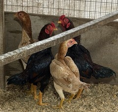 9 – KO SHAMO BANTAM EGGS VERY FRESH SUPERB QUALITY these will Ship 2day FedEx