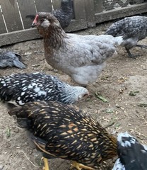 12 BYM Chicken Hatching Eggs Ameraucana Orpington Wyandotte Maran Cochin Brahma