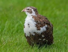 25+ Assorted Coturnix Fertile Quail Hatching Eggs – Variety Of Color
