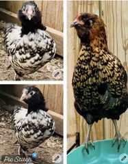 12 BYM Chicken Hatching Eggs Ameraucana Orpington Wyandotte Maran Cochin Brahma