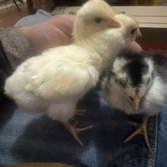 12 Hatching Eggs Giant Chicks Hybrid – Indio Gigante Dual Purpose Egg Layers