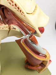 Vtg Somso DS5 Ear Anatomical Model