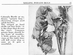 IH International More and Better Potatoes to the Acre Brochure
