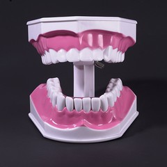 Dental Typodont Teeth Model with Braces Orthodontic Teaching Patient Demo Study