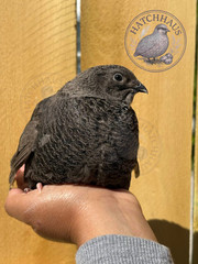 10+ JUMBOS RARE COLORS Coturnix Quail Hatching eggs – FREE SHIPPING
