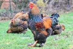 10+ Fertile Brahma Chicken Hatching Eggs Gold Laced Isabella Partridge Lavender