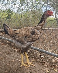 12+ Extremely Rare BLUE Real Indio Gigante Hatching Eggs RRA (((GUARANTEE)))
