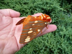 20X Regal Moth Eggs / Ova Live feeder LIMITED! Silkmoth Royal walnut moth