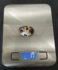 50 + Extra Hatching Quail Eggs – Fertile Wild Coturnix XXL Jumbo American White