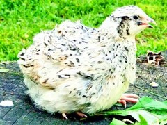 30 Showline Jumbo Coturnix Quail Hatching Eggs – Rare Colors & Premium Genetics