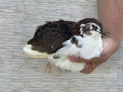 60++ Fertile Jumbo Multi Color Coturnix Quail Hatching Eggs
