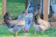 12+ Fertile Homozygous Cream Legbar Chicken Hatching Eggs