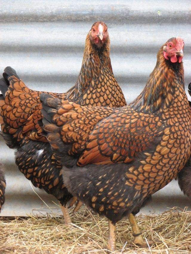 7 + 1 XTRA PUREBRED **QUALITY** Gold LACED WYANDOTTE, Hatching EGGS.