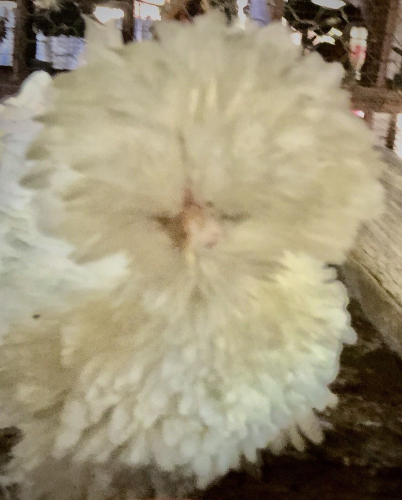 Several Varieties Polish Frizzle Hatching Eggs 15+NPIP