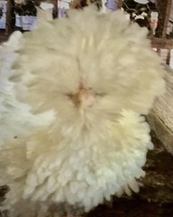 Several Varieties Polish Frizzle Hatching Eggs 15+NPIP