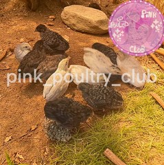 12 Exotic Rare Button Quail Hatching Eggs Colors extras included