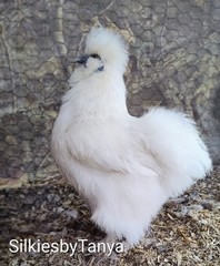 6+ Fertile Bantam Silkie Chicken Hatching Eggs. Frizzles/ Satins Possible.