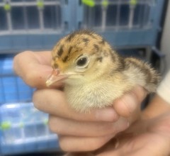 Osceola Hybrid Turkey Hatching Eggs (One Dozen)