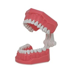 Dental Typodont Teeth Model Brushing Flossing Practice Teaching Model M7010-1