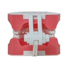 Dental Typodont Teeth Model Brushing Flossing Practice Teaching Model M7010-1